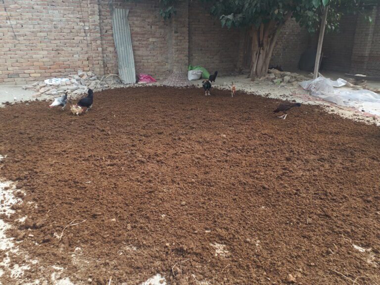 Chicken Preparing Our Worm Feed