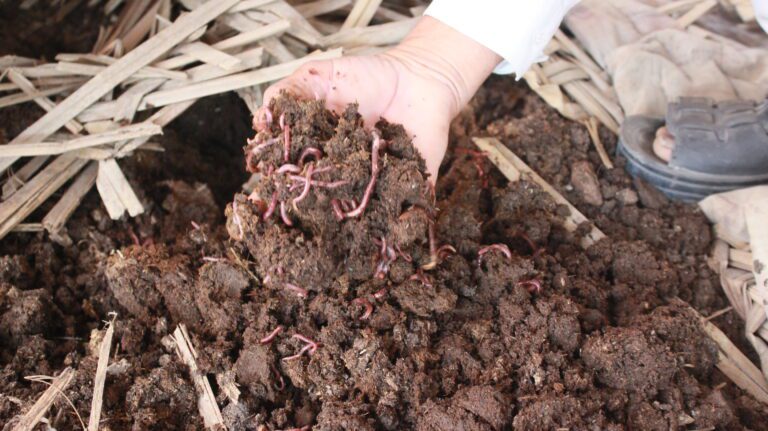 Our Eisenia Fetida Earthworms