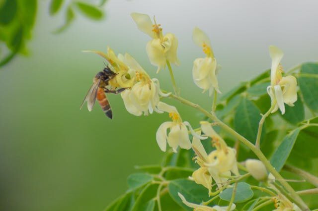 Moringa