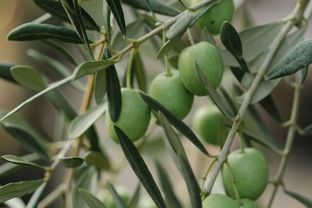 Olives